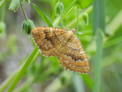 Camptogramma bilineata