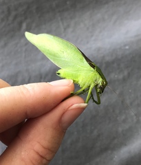 Amblycorypha oblongifolia