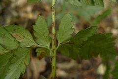 Polystichum oculatum