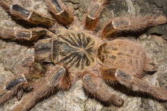 Pterinochilus murinus