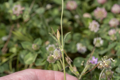 Silene