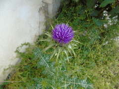 Silybum marianum