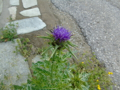 Silybum marianum