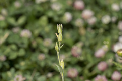 Silene