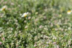 Silene