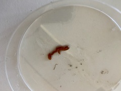 Heteromastus filiformis