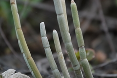 Ceropegia dichotoma image