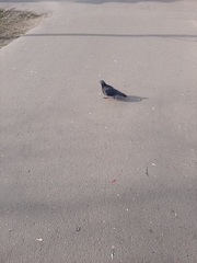 Columba livia domestica