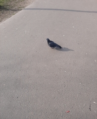 Columba livia domestica