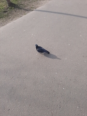 Columba livia domestica