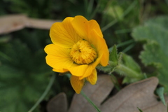 Geum sylvaticum