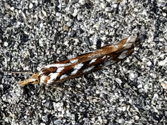 Orocrambus xanthogrammus