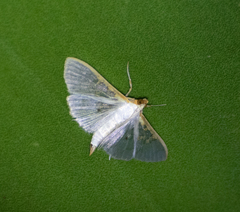 Palpita vitrealis