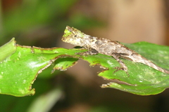 Phoxophrys tuberculata