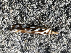 Orocrambus xanthogrammus