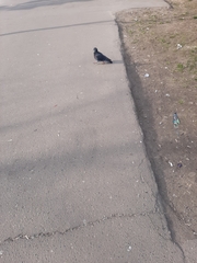 Columba livia domestica