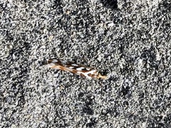 Orocrambus xanthogrammus