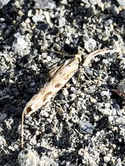 Orocrambus xanthogrammus