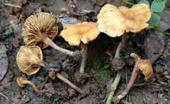Crepidotus subfulviceps