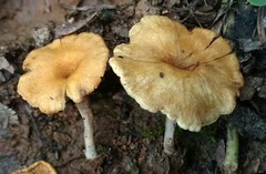 Crepidotus subfulviceps
