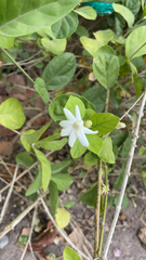 Jasminum sambac