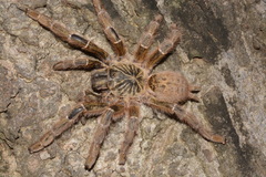Pterinochilus murinus