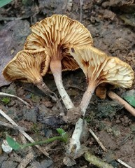 Crepidotus subfulviceps
