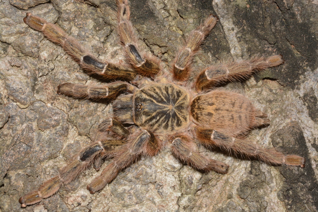 Mygale babouin orange (OBT) / Pterinochilus murinus (Pterinochilus murinus)