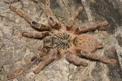 Pterinochilus murinus