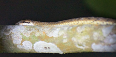 Boiga