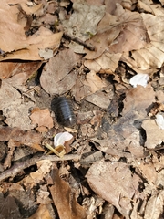 Armadillidium vulgare