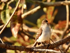 Myiarchus antillarum