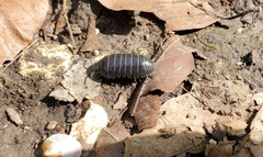 Armadillidium vulgare
