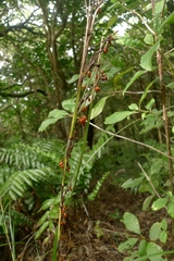 Gahnia pauciflora