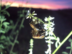 Anomala testaceipennis