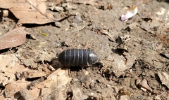 Armadillidium vulgare