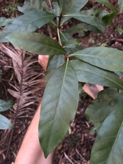 Atractocarpus benthamianus