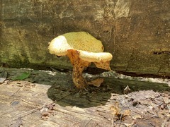 Bresadolia craterella