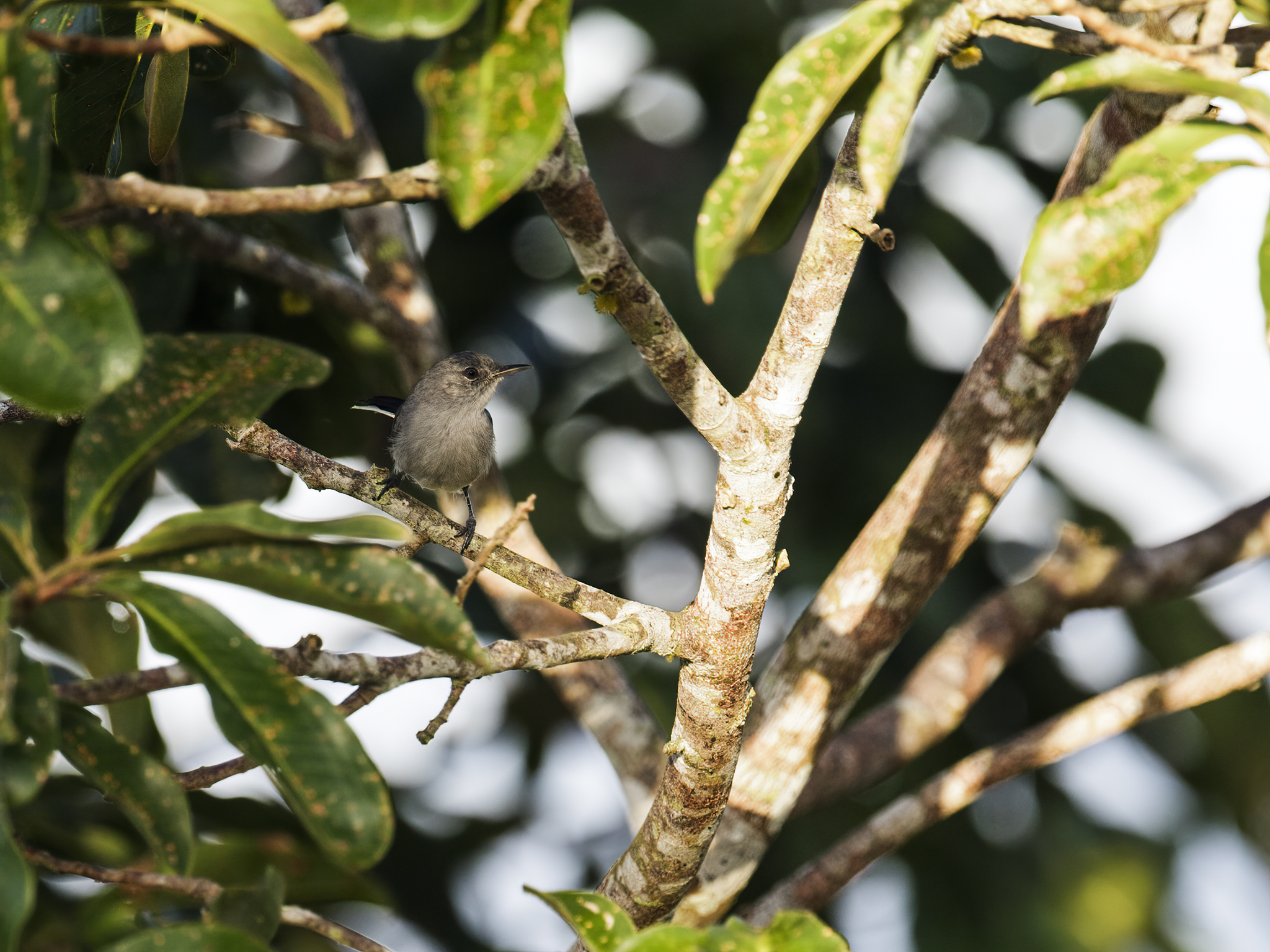 Guianan Gnatcatcher illustration
