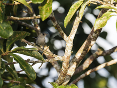 Guianan Gnatcatcher photo 1