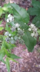 Parthenium integrifolium