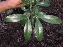 Atractocarpus benthamianus