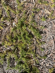 Myoporum parvifolium