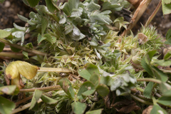 Trifolium suffocatum