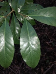 Atractocarpus benthamianus