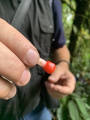 Psammisia ulbrichiana