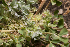 Trifolium suffocatum