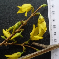 Forsythia giraldiana