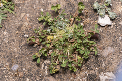 Trifolium suffocatum