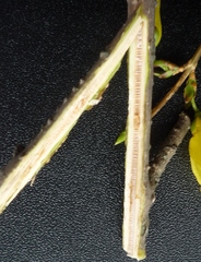 Forsythia giraldiana